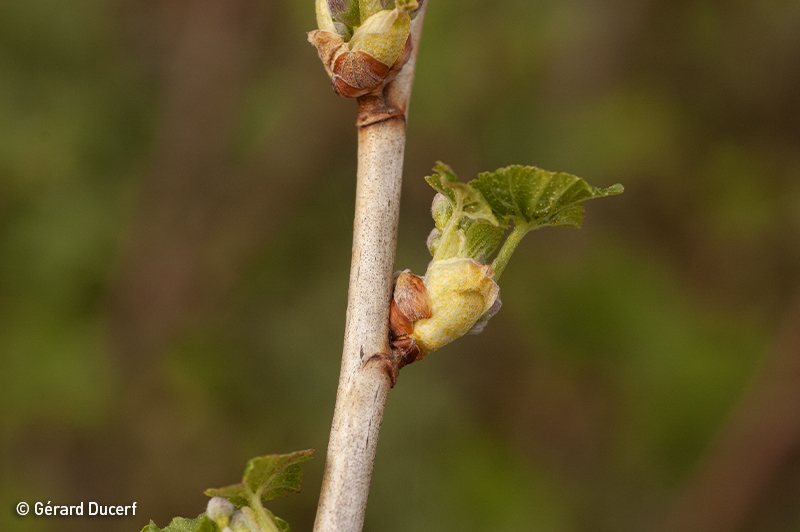 Gemmothérapie de Cassissier - Bourgeon frais bio - Herbiolys Laboratoire
